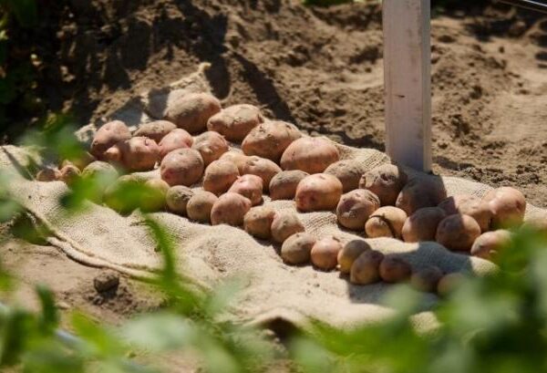 Волинь розвиває картоплярство: створено профільний аграрний кластер