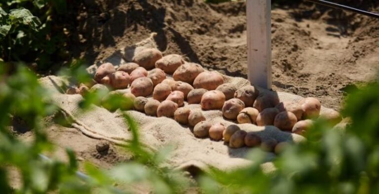 Волинь розвиває картоплярство: створено профільний аграрний кластер 2