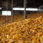 Ціни на українське зерно знижуються на внутрішньому ринку, попри зростання&hellip;