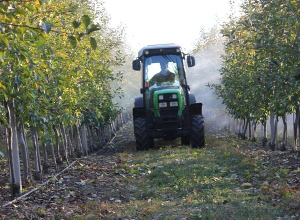 Вінницькі сади потерпають від затяжних дощів та нашестя гусені