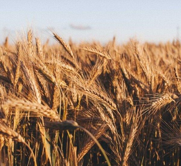 USDA: Прогноз врожаю зернових в Україні зріс, експорт – зменшився