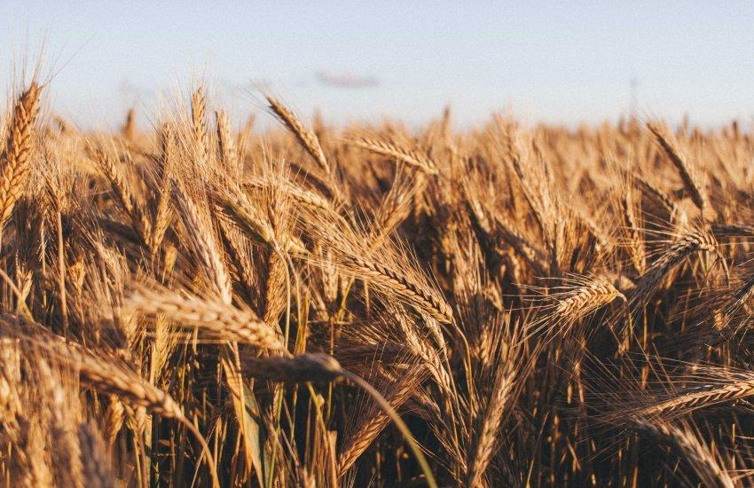 USDA: Прогноз врожаю зернових в Україні зріс, експорт – зменшився 2 Порівняно з липневими оцінками, USDA переглянуло показники за основними культурами