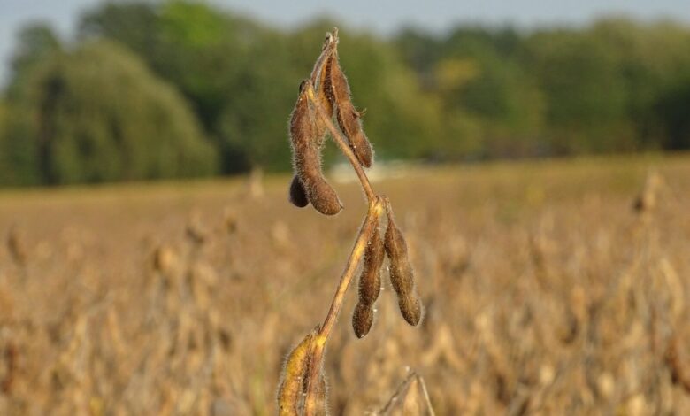 Відкритий експорт сої: заявки подаватимуться через ДАР 2 a seed plant in the middle of a field