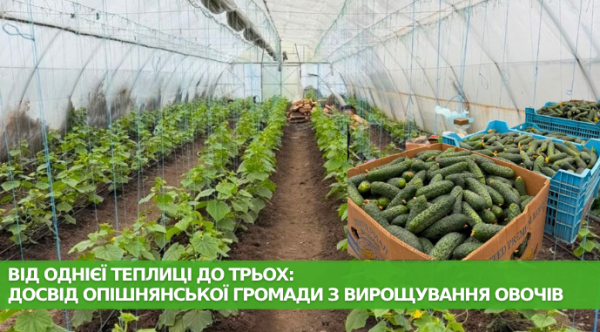 Громада на Полтавщині вирощує овочі у теплицях, створюючи власний бізнес