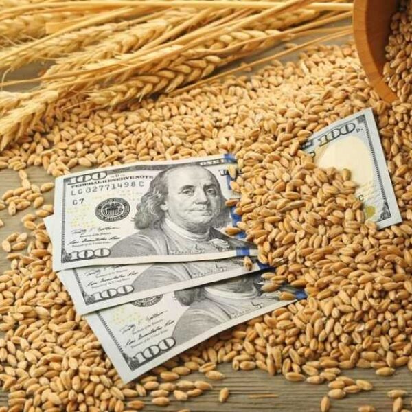 Аграрії Криму продають зерно збитково, частині господарств загрожує припинення посівної