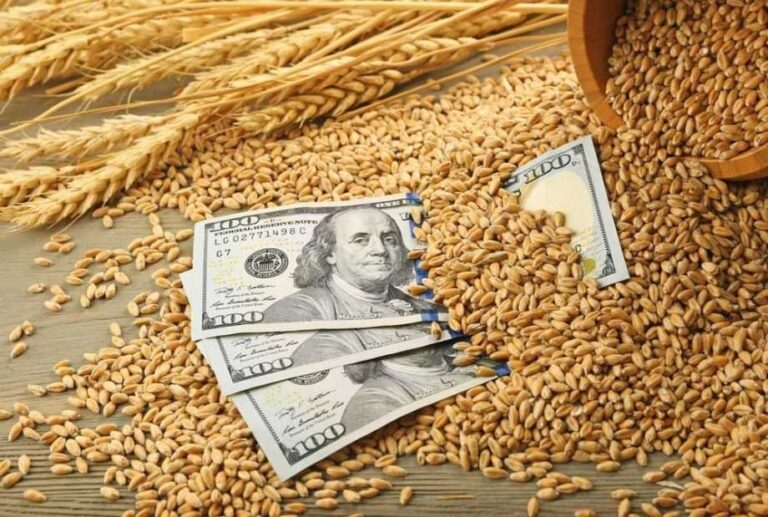 Аграрії Криму продають зерно збитково, частині господарств загрожує припинення посівної 6