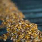 Ціни на кукурудзу в дунайських портах рвонули вгору
