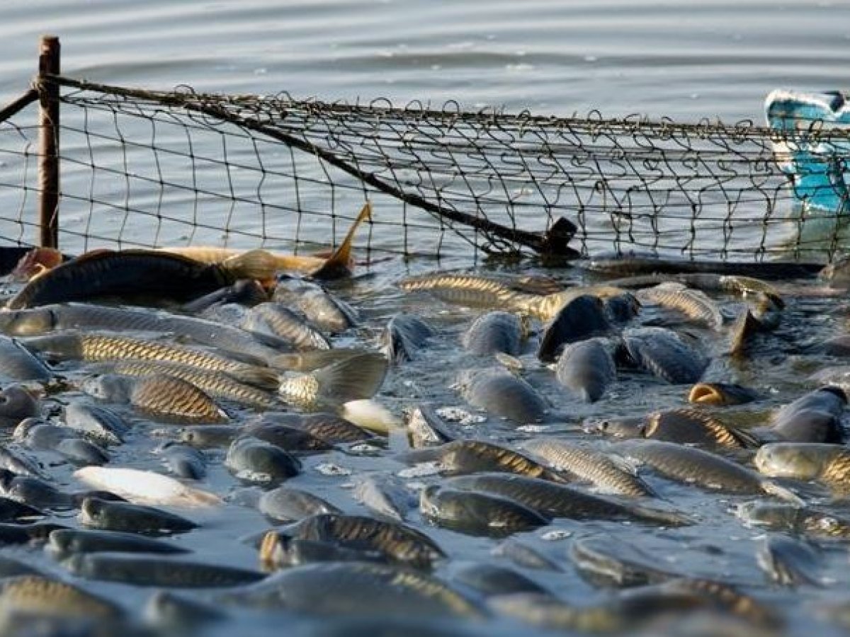 Держава відшкодує до 30% витрат виробникам прісноводної риби 3 Фото до статті