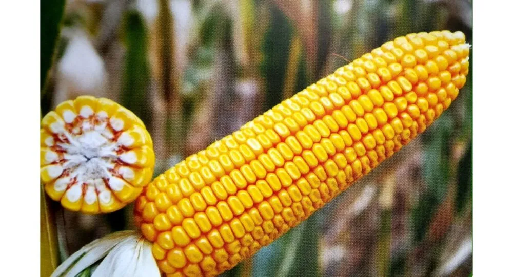 USDA знижує прогноз врожаю кукурудзи 4 USDA знизило прогноз світового врожаю кукурудзи на сезон 2026/27