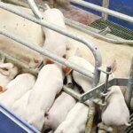 Промислове свинарство України набирає обертів, витісняючи приватних господарів