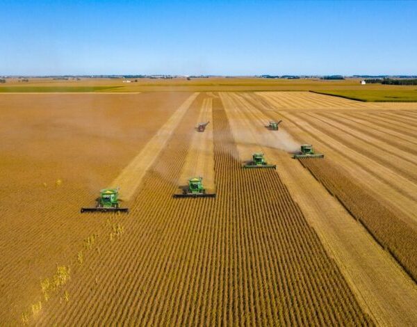 Зернові України: врожай 32 мільйони тонн, приріст 13%