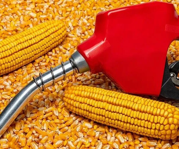 Зерно як біопаливо: нові можливості для аграрного сектору
