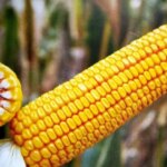 ГОЛОВНА 61 USDA знижує прогноз врожаю кукурудзи