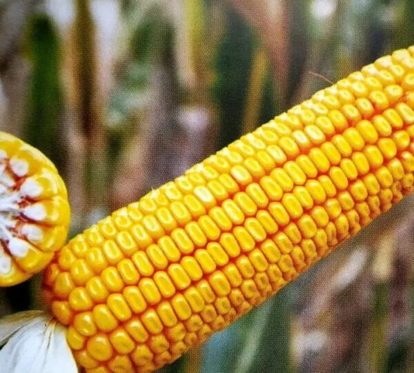 USDA знижує прогноз врожаю кукурудзи