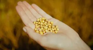 Спрощення експорту сої: Україна відкриває нові можливості