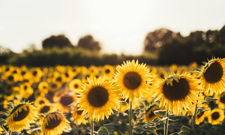 yellow sunflower field