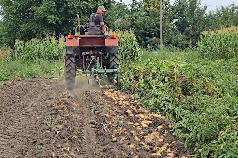 Урожай картоплі: як комбайн врожайність збільшує 3