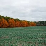 Скорочення посівних площ: Україна проти викликів агросектору