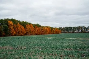 Скорочення посівних площ: Україна проти викликів агросектору