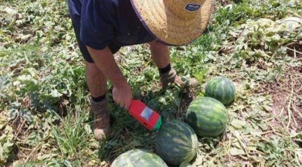 SMART Melon: технологія безрозрізного визначення стиглості кавуна