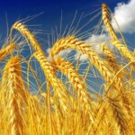 Пшениця дешевшає: аналіз причин та наслідків для українського ринку
