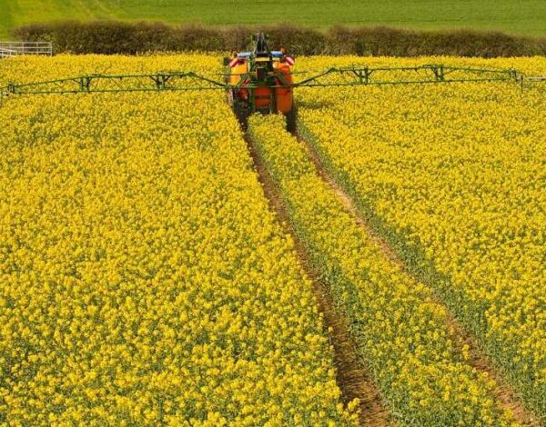 Ріпак в Україні подорожчав: ціни в портах та на кордоні сягнули рекордних показників