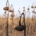Льон як відповідь на посуху: вибір аграріїв Херсонщини