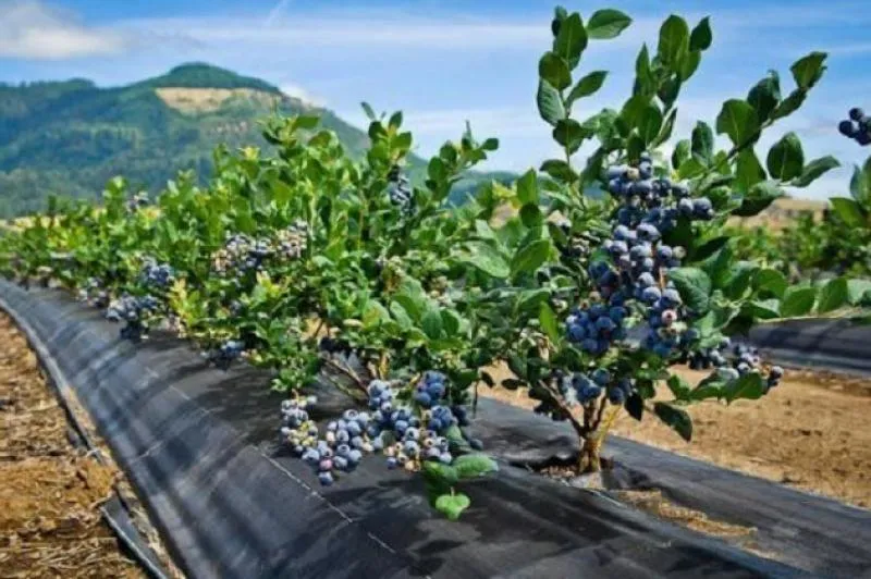 Фото до статті