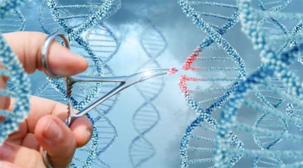Вчені вперше модифікували геном мокреців Culicoides