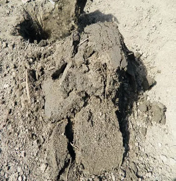 No-till в Західному Лісостепу: особливості впровадження для точного землеробства 9