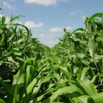 Vylor і Rainbow Crops об’єднують зусилля для геномних досліджень кукурудзи