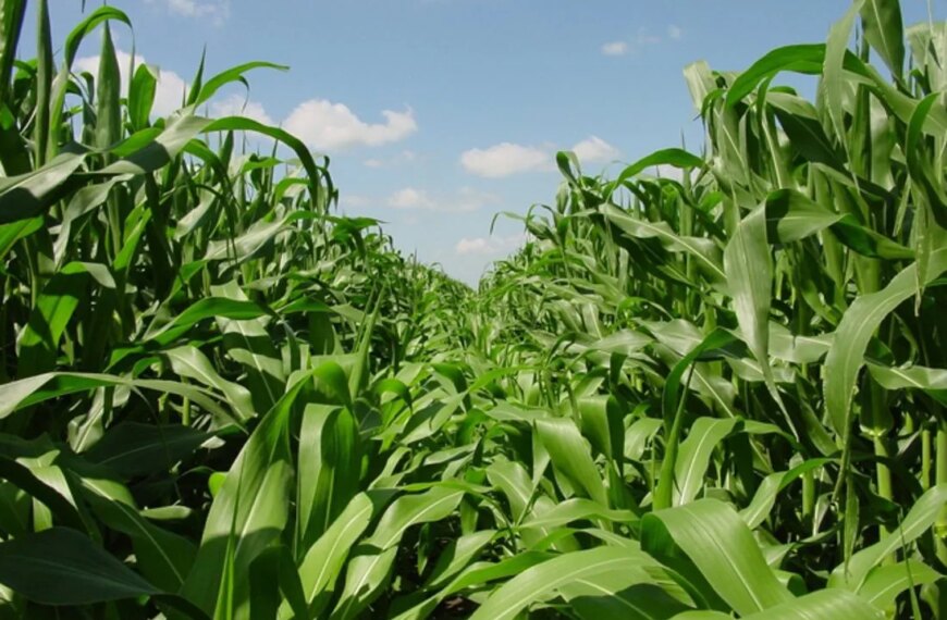Vylor і Rainbow Crops об’єднують зусилля для геномних досліджень кукурудзи