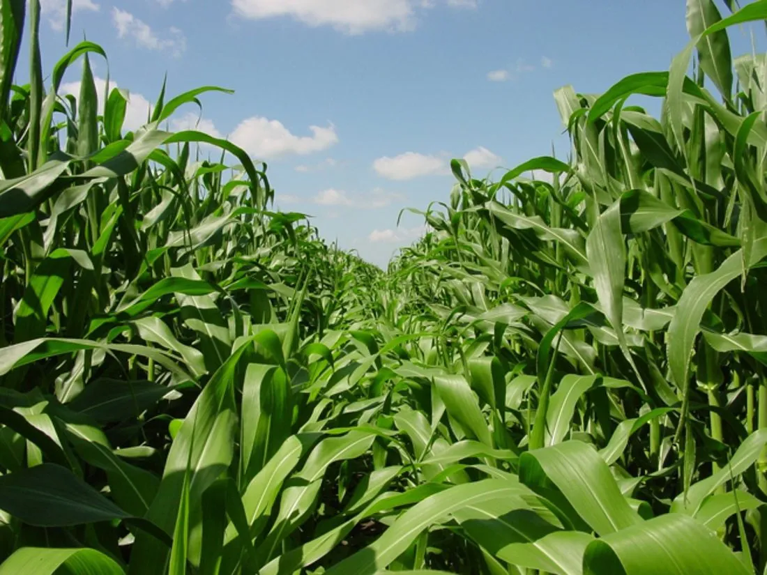 Vylor і Rainbow Crops об'єднують зусилля для геномних досліджень кукурудзи 2 Vylor і Rainbow Crops співпрацюватимуть для розвитку нових ознак кукурудзи за допомогою редагування геному