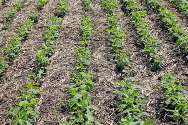 No-till в Західному Лісостепу: особливості впровадження для точного землеробства 7