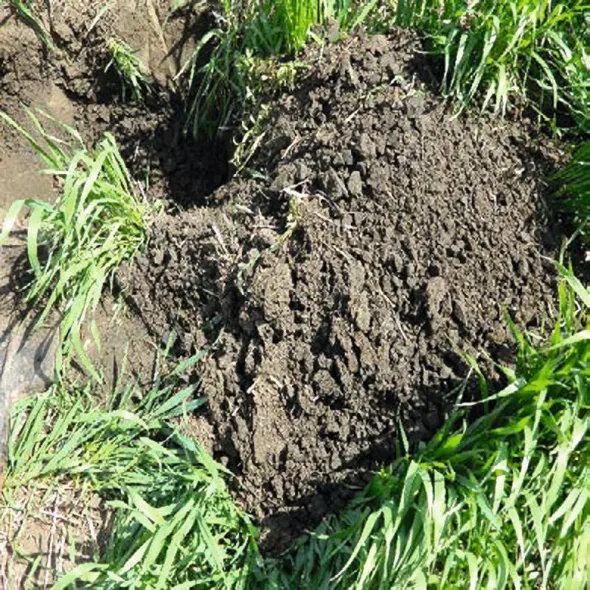 No-till в Західному Лісостепу: особливості впровадження для точного землеробства 10