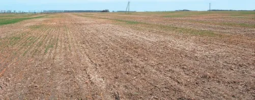 Протруювання озимої пшениці: захист від хвороб та шкідників перед посівом