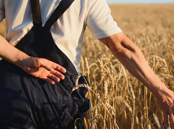 Аграрії України залучили 52 мільярди гривень кредитів