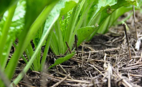 ГОЛОВНА 38 No-till в Західному Лісостепу: особливості впровадження для точного землеробства