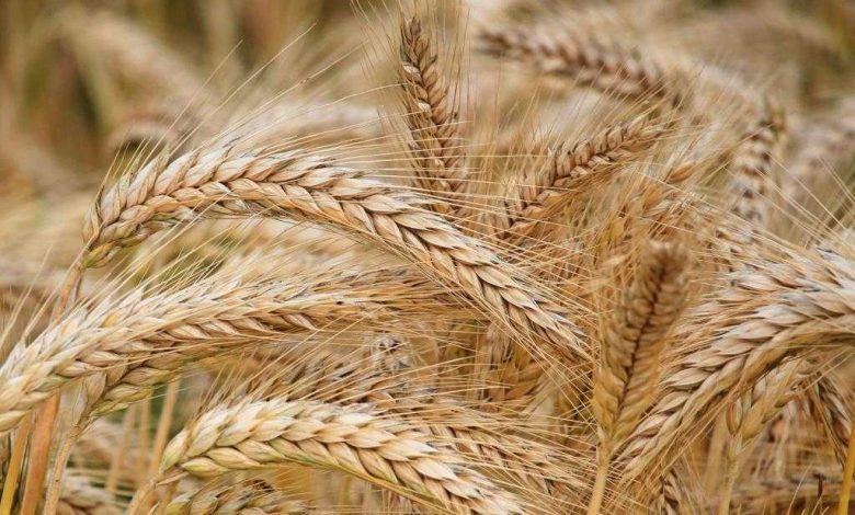 Російське зерно ризикує залишитися непроданим через логістичні перепони