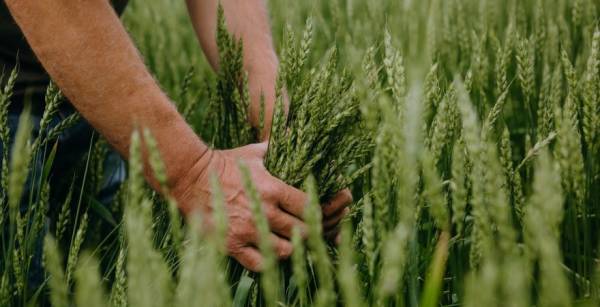 Звіти USDA розхитують зерновий ринок