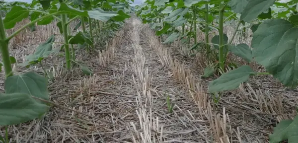 No-till в Західному Лісостепу: особливості впровадження для точного землеробства 8